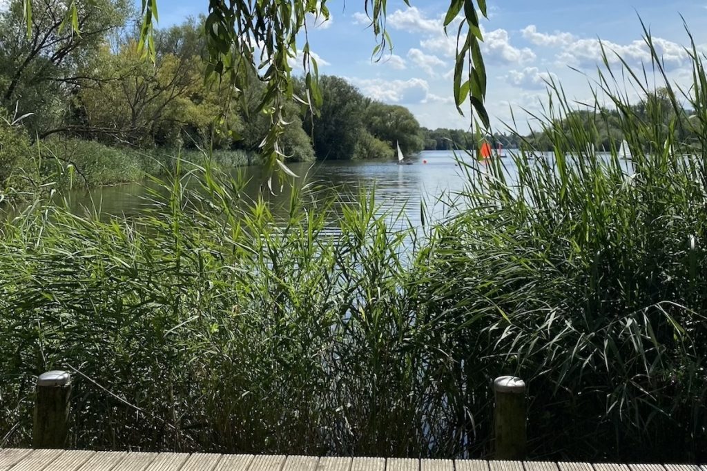 Blick vom Ufer auf einen See im Sommer