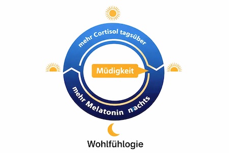 Schaubild Hormonzyklus Melatonin und Cortisol